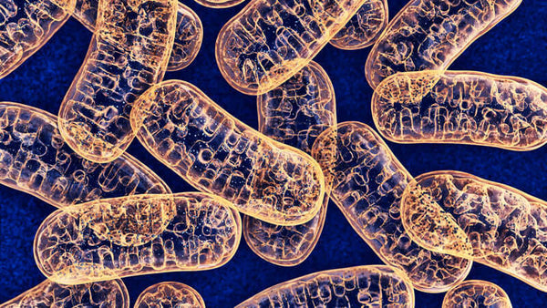 Exsula Superfoods for Cellular Energy
