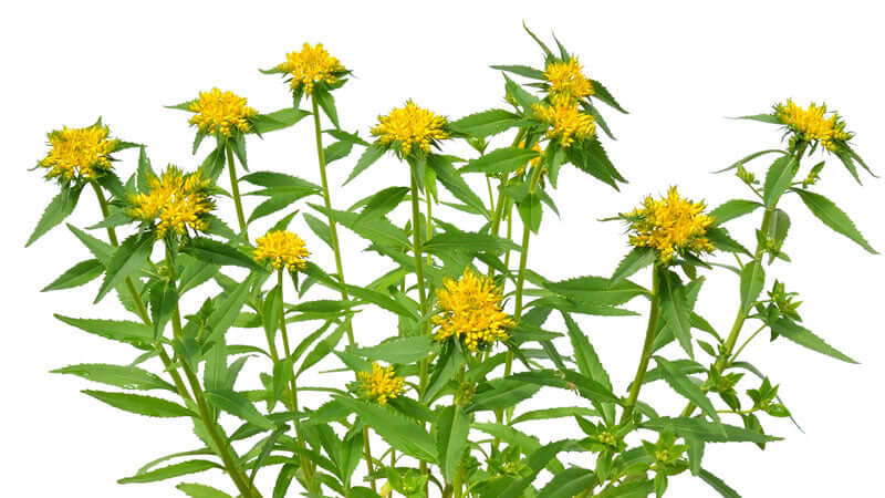 Rhodiola plant with yellow flowers and green leaves, known for its adaptogenic properties.
