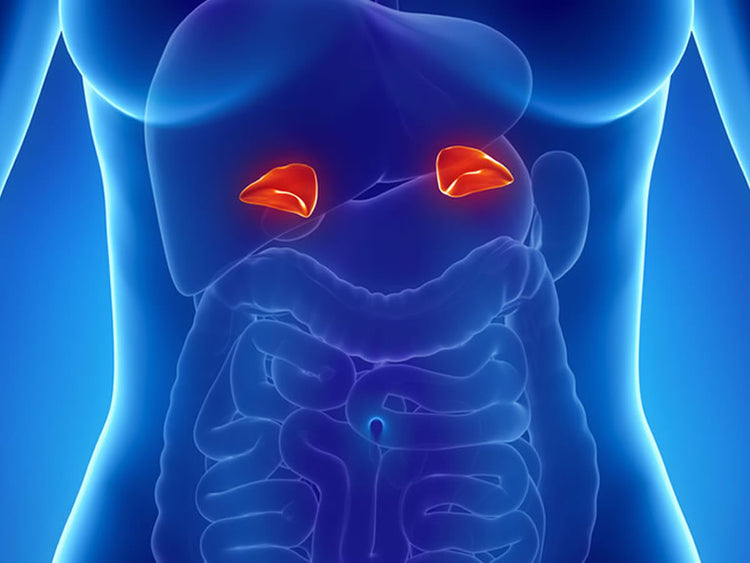 Illustration of the human body highlighting adrenal glands, essential for balanced energy supplements.