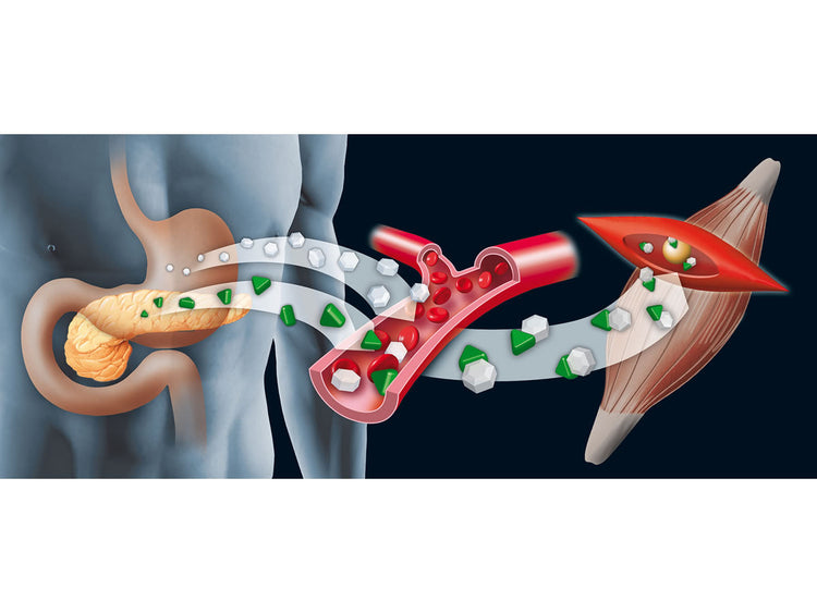 Illustration depicting the process of glucose regulation in the human body to Support Healthy Insulin Sensitivity.