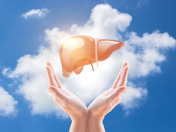 Hands holding a 3D liver model against a blue sky, symbolizing liver health and support.