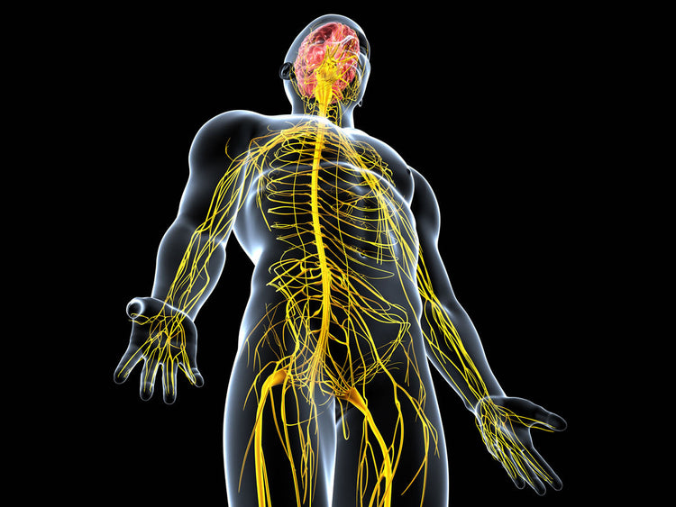 Illustration of the human nervous system highlighting its role in Physical and Mental Stress Relief.