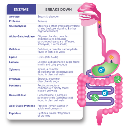 Digestive Enzyme and Probiotic breakdown chart showing various enzymes and their functions in digestion.