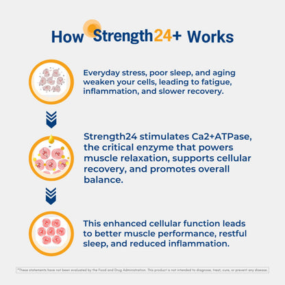 How Strength24+ works to enhance muscle performance and support bladder control supplement effectiveness.