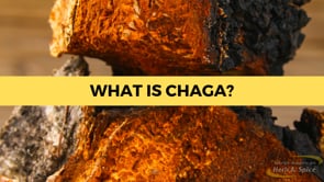 Video about Chaga