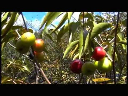 Video about Camu Camu C++